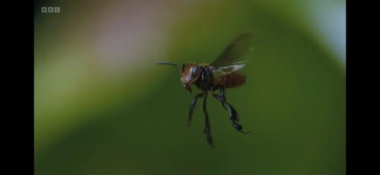 Stingless bee sp. ([genus Oxytrigona]) as shown in Planet Earth III - Forests